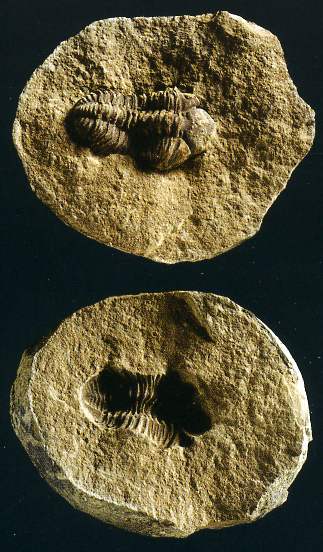 Trilobite - Phacopina sp. del Devoniano inferiore di Belén (Bolivia)