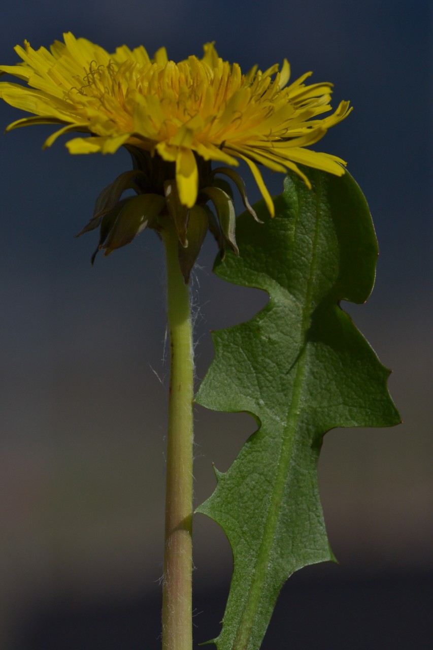 Taraxacum officinale