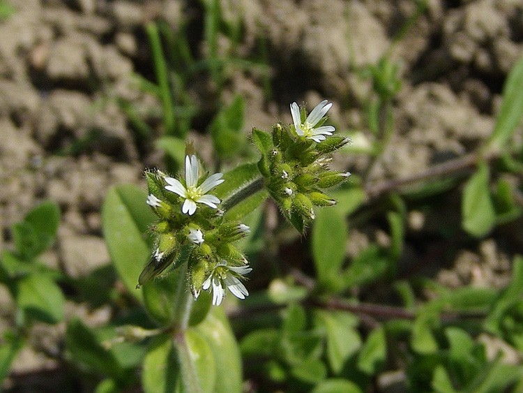 Cerastium glomeratum