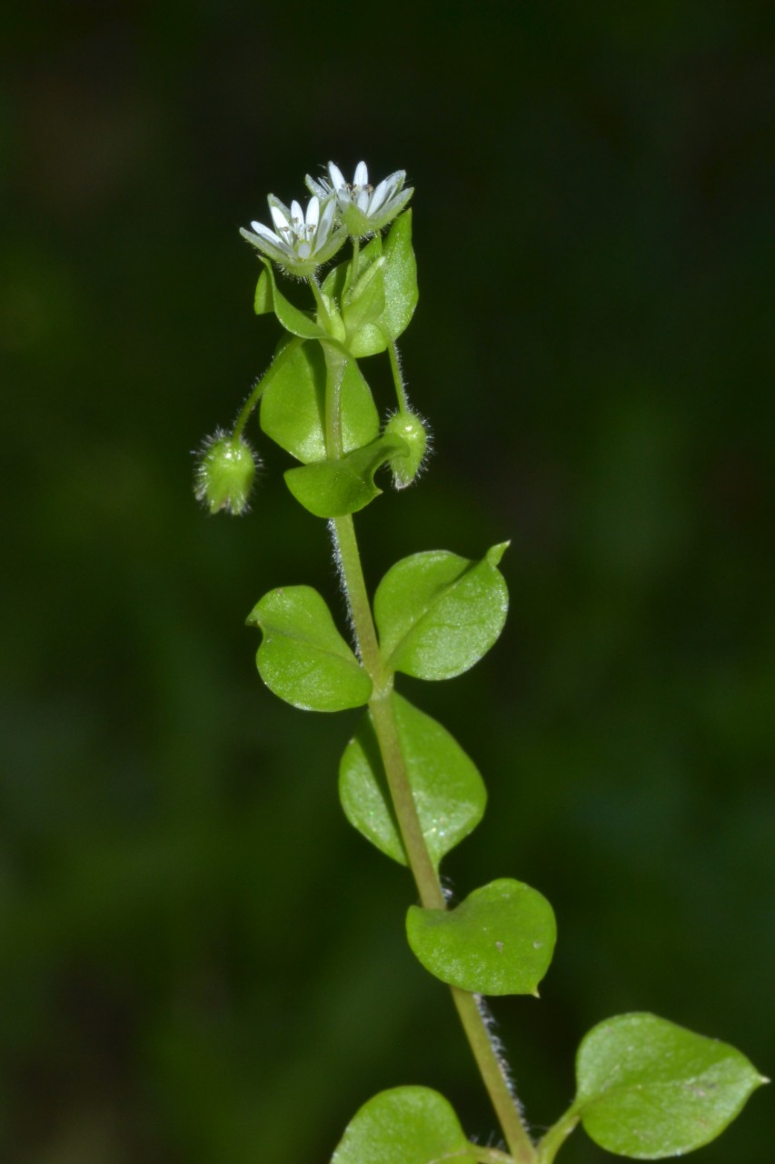 Stellaria media