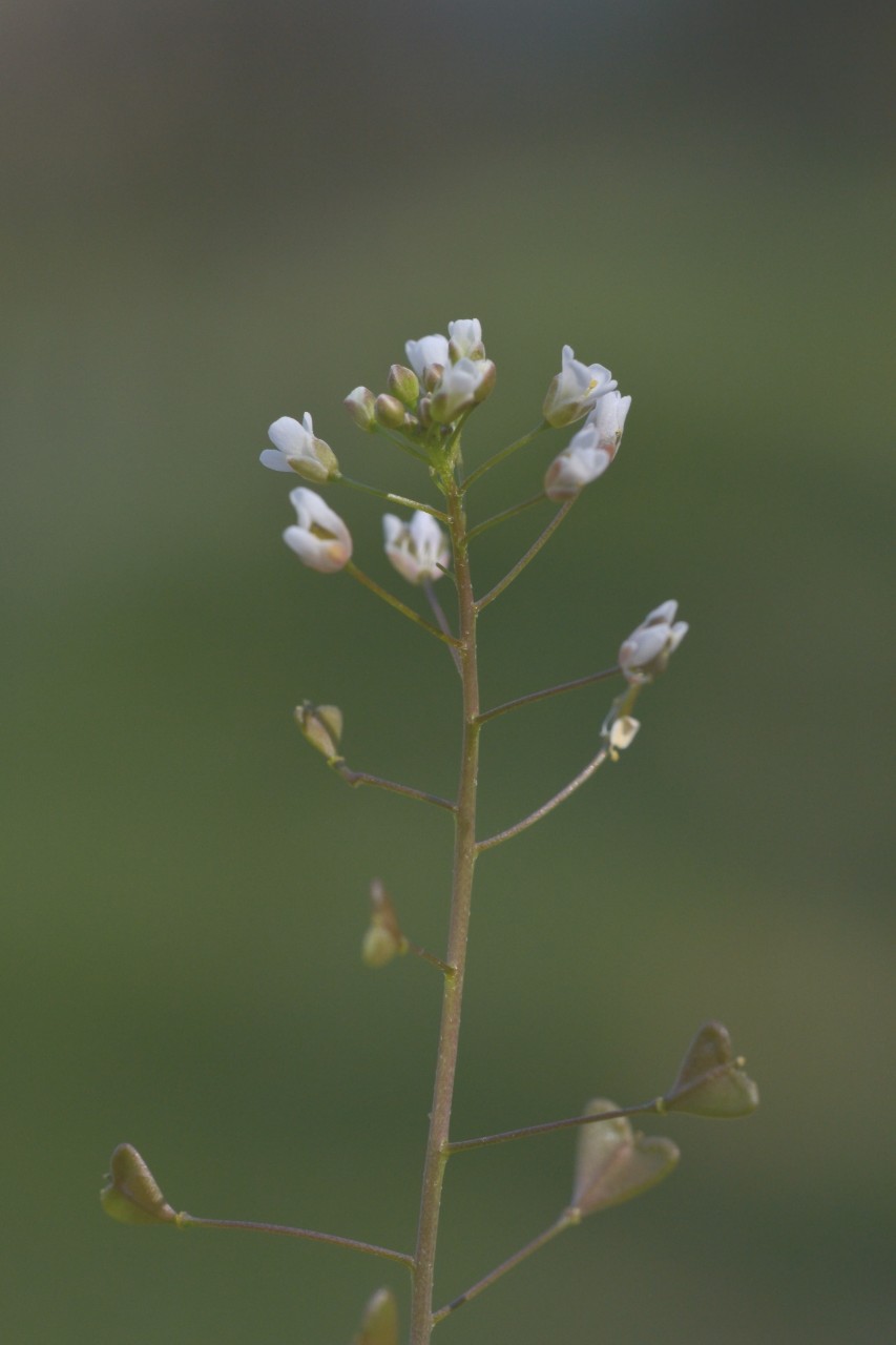 Capsella bursa-pastoris