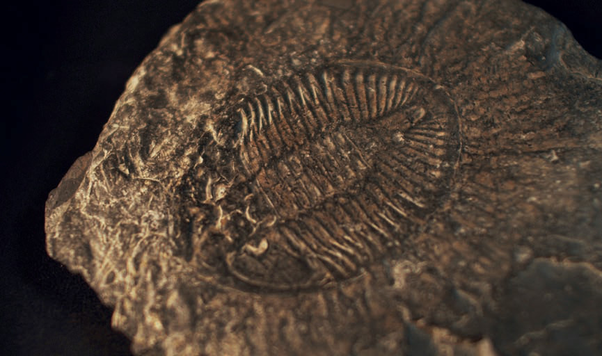 Craigleith Fossils