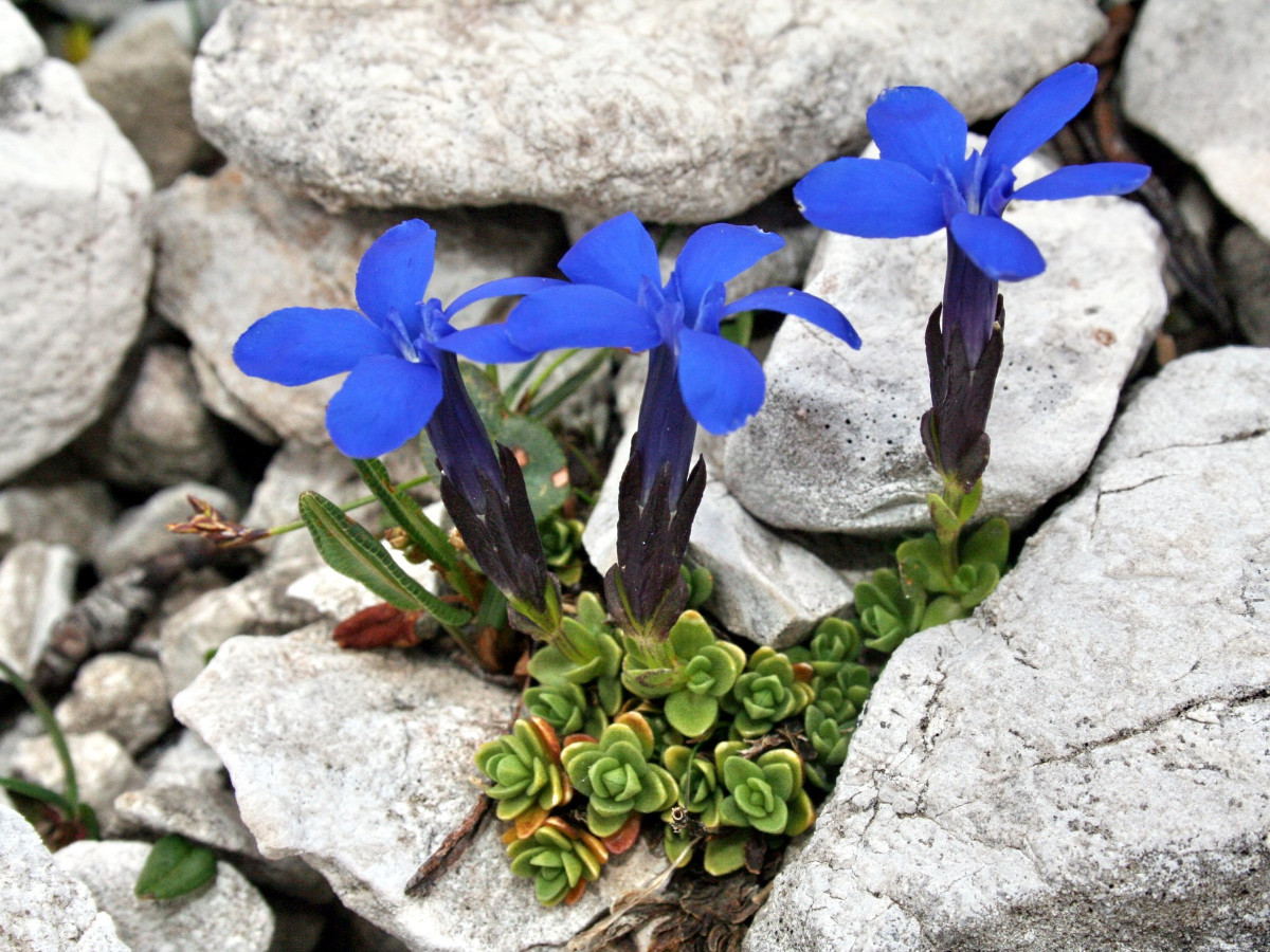 Sezione Botanica | Gentiana brentae (foto Giorgio Perazza)