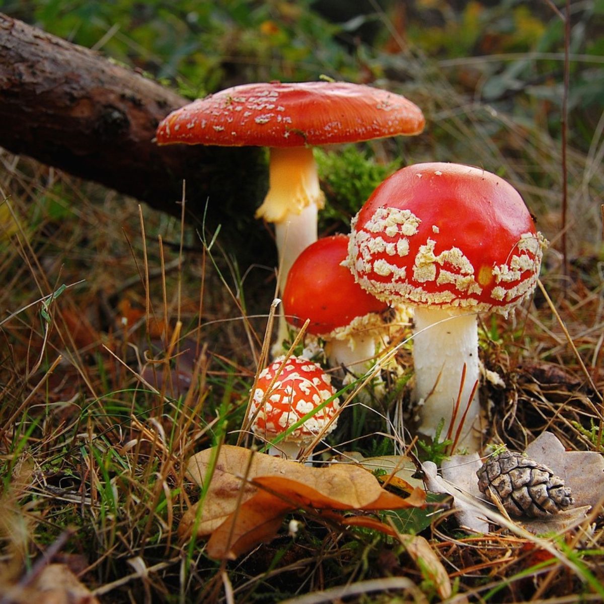 Amanita_giovedì zoologia