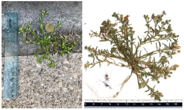 Sagina maxima