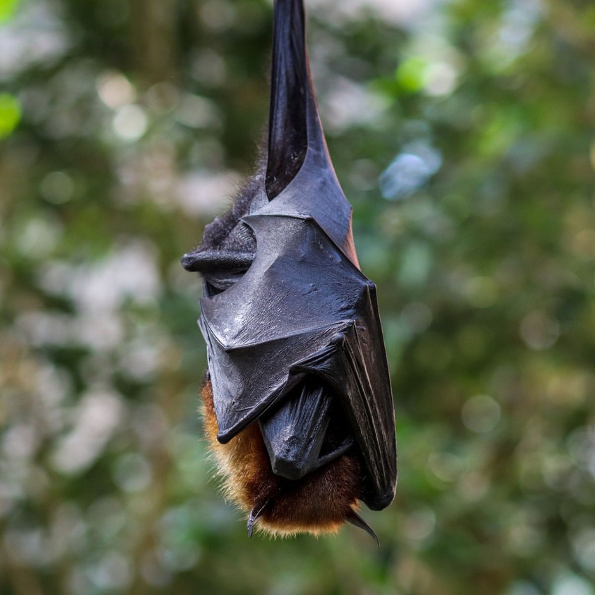 Pipistrello 