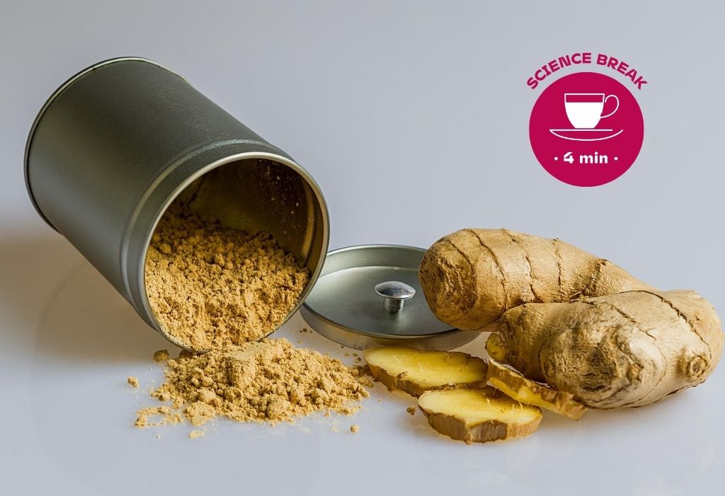 Piante officinali in Trentino - zenzero