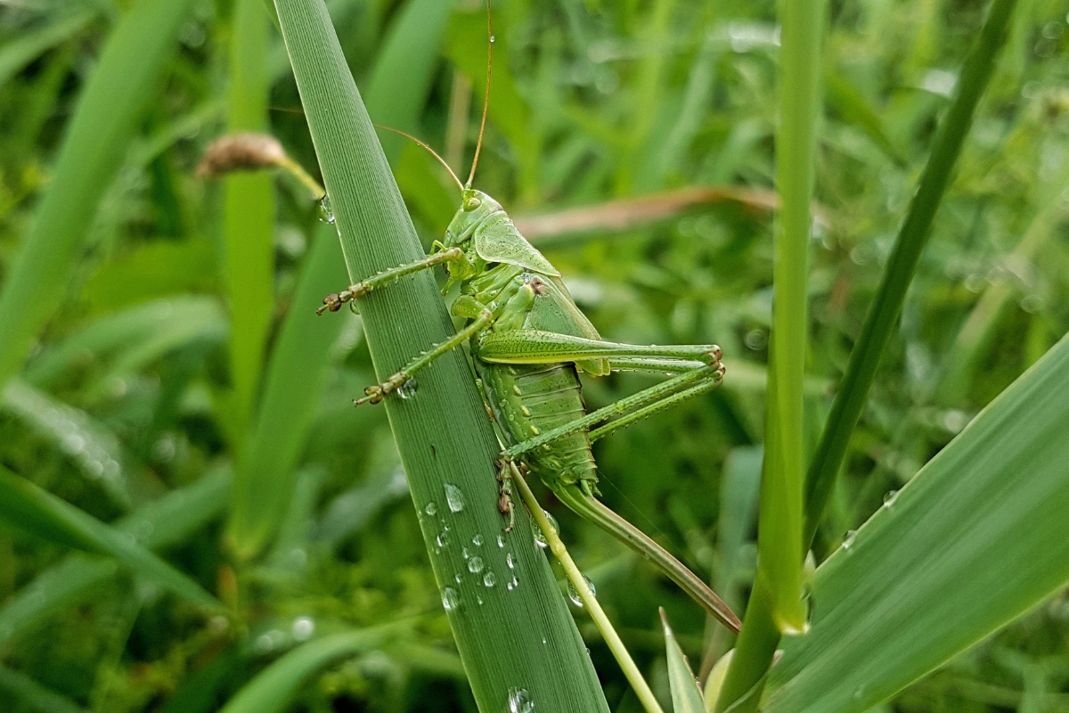 corso biodiversità